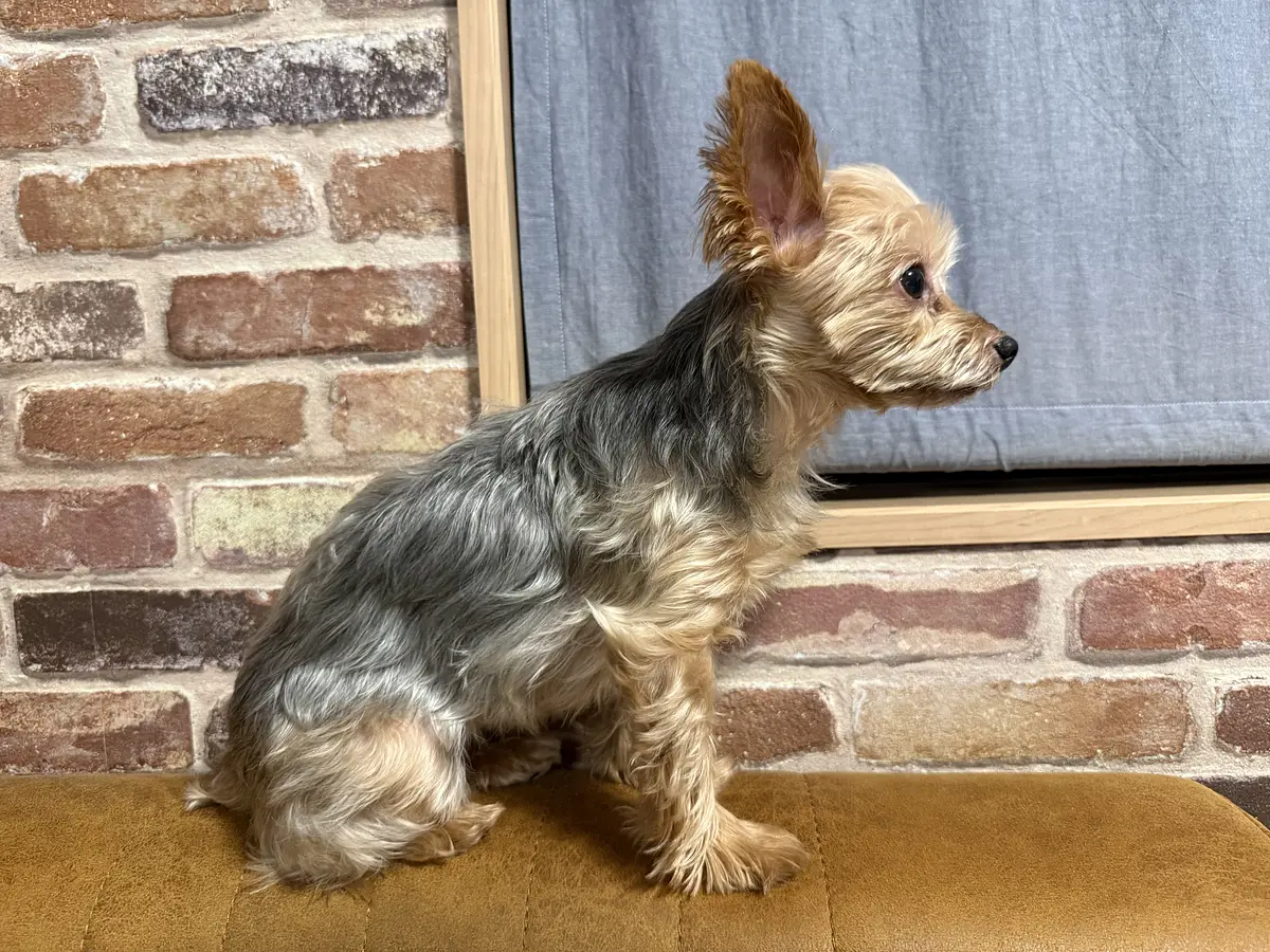 室内で過ごす小型犬